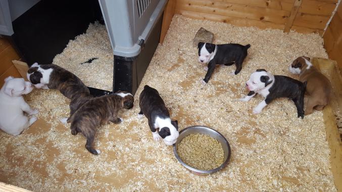 Chiots boxer pure race