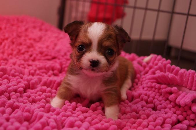 Chiot chihuahua femelle à donner 