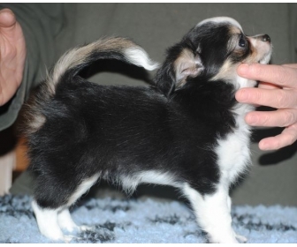 Exceptionnels Chiots Spitz Pomeranie Merles