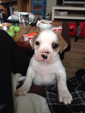 Chiots bouledogue americain standard loba