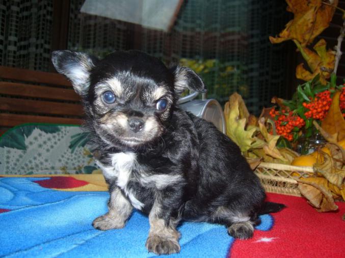 A donner magnifique chiot chihuahua