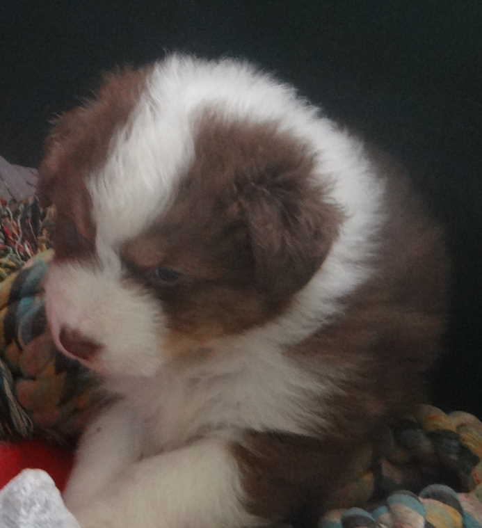 Superbe chiots berger australienLOF