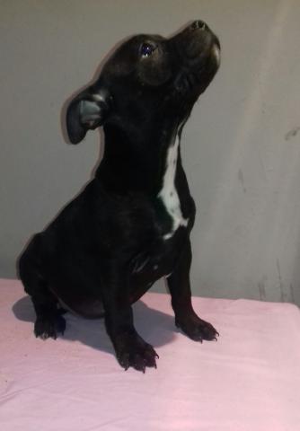 Staffordshire bull terrier 