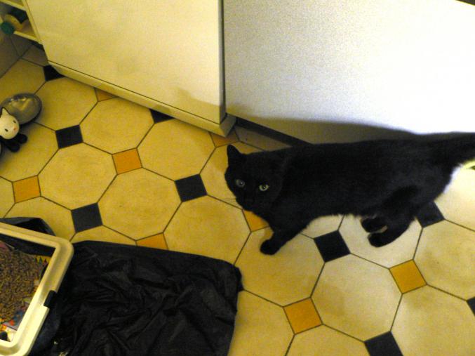 Garde d'animaux à domicile