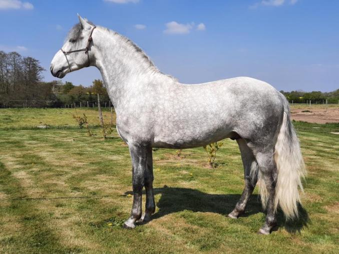 Cheval PRE gris HEROE