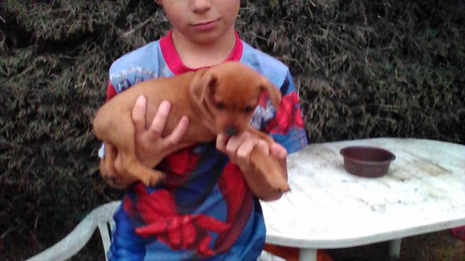 A reserver 2 chiots males  pinscher nain