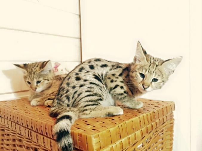 Serval et Savannah chatons caracal et ocelot disponibles.