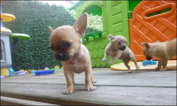 Chiots chihuahua miniature