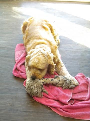 Garde de votre chien