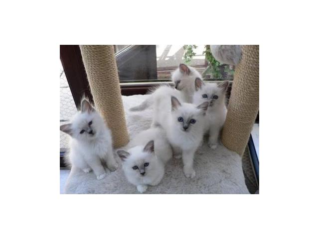 À donner 5 adorables Sacre de Birmanie