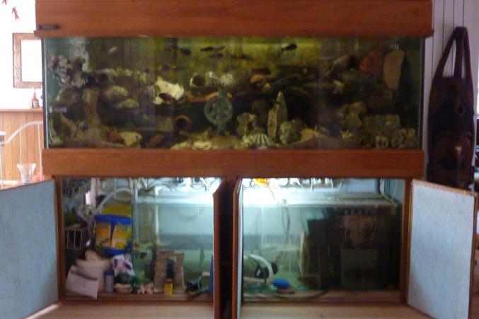 Aquarium 830L chêne - Dim totale 207x65 ht 166