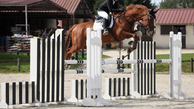 Adorable jument selle francaise de 10 ans a donner 