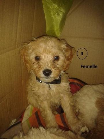 Chiots type caniche nains