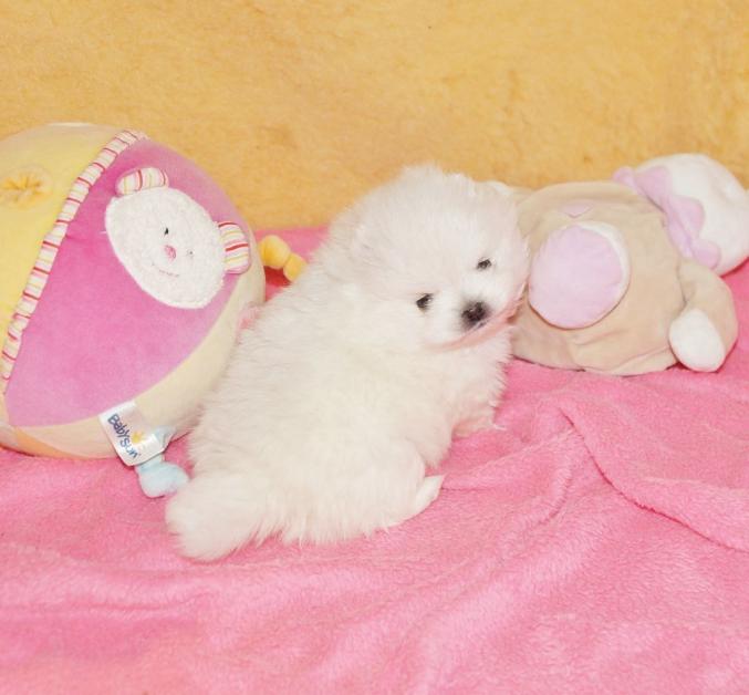 A donner petite femelle chiot spitz allemand