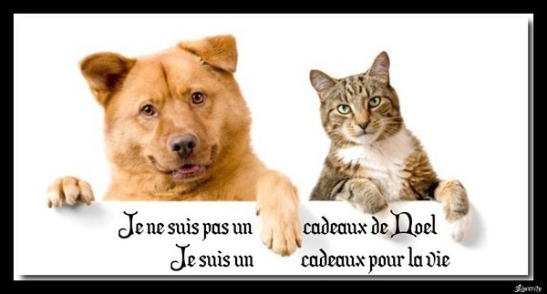 Vous avez un problème pour garder vos petits compagnons? 