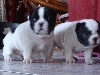 Magnique chiots type bouledogue francais pour votre famille