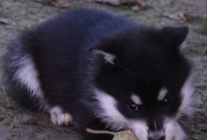 Jolie bebe chiot husky siberien