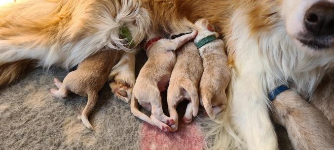 Border collie a adopter