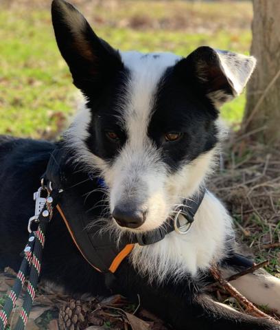 Garde d'animaux selon vos besoins en Région Parisienne - Je suis l'amie de vos Amis !