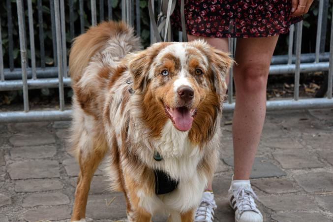 La Patounette by Ben - Services de pet sitting 