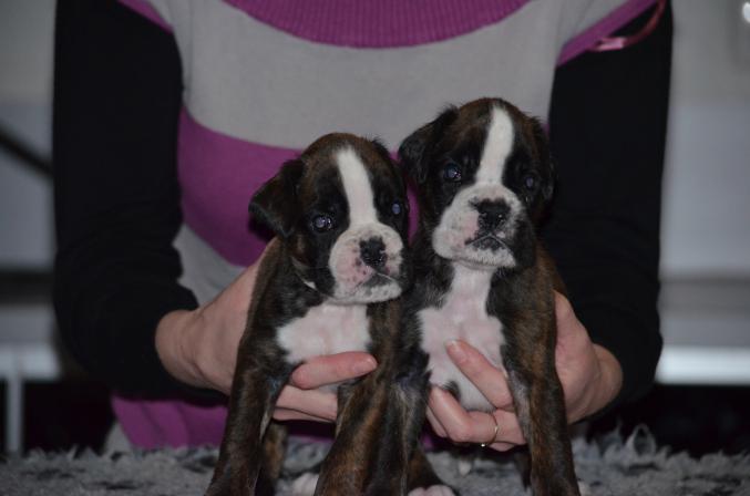 Chiot Boxer LOF à Réserver