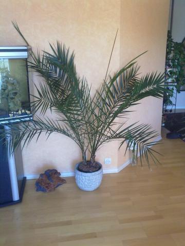 Plante Phoenix