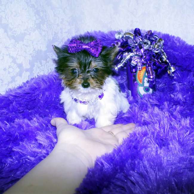 Mini chiots Yorkshire terrier pour adoption