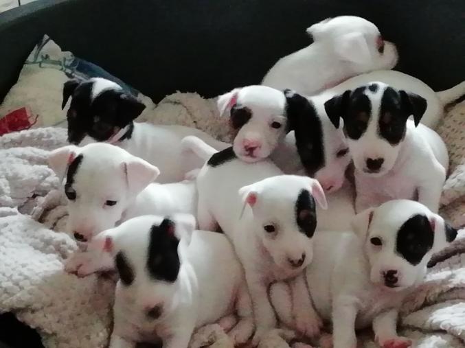 Chiots jack russell