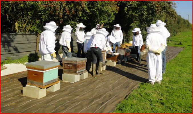 Formation en apiculture