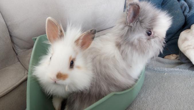 Lapin nain tete de lion