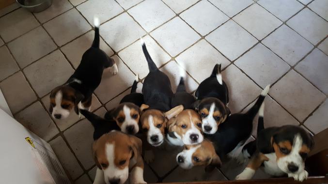Chiots Beagles LOF