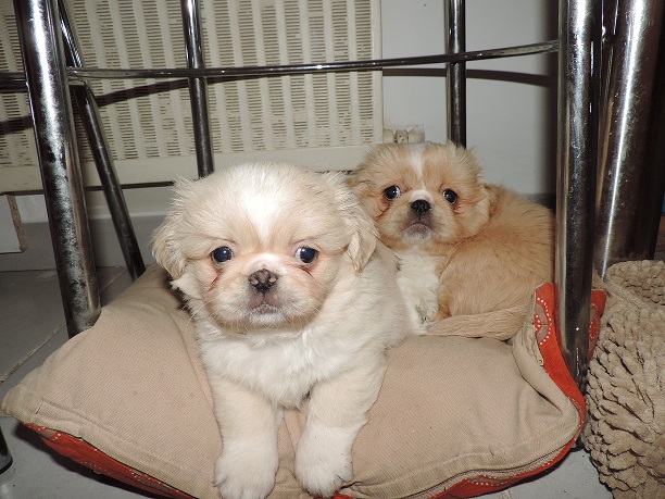 A reserver type pekinois