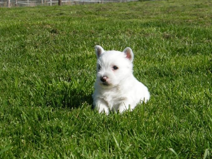 Adorables chiots westie