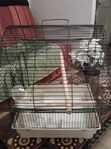 CAGE OISEAUX