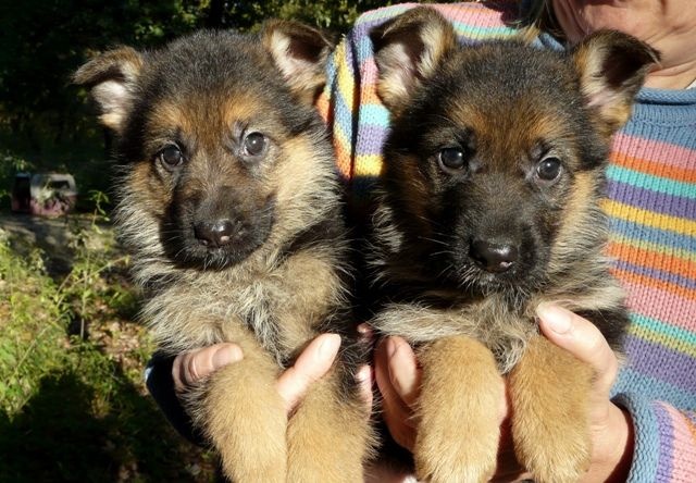 A adopter chiot type berger allemand femelle