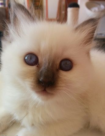 Chaton sacré de birmanie