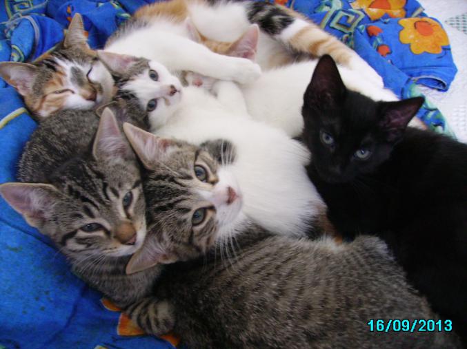 Donne 6 chatons