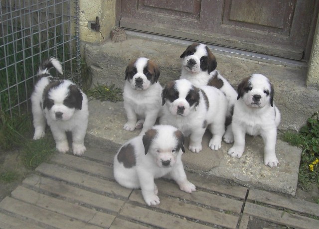 SAINT  BERNARD CHIOTS LOF