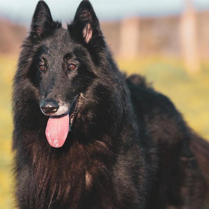 A réserver chiots Berger Belge tervueren 