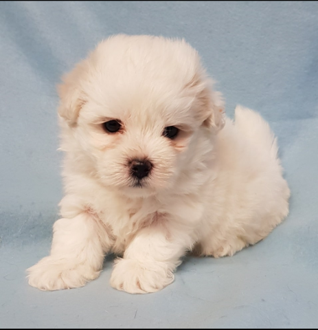 Vends Chiot Bichon Maltais