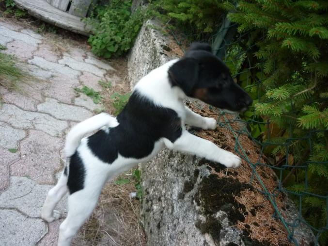 A vendre Chiot Fox terrier