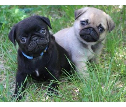 Donne chiots type CARLIN