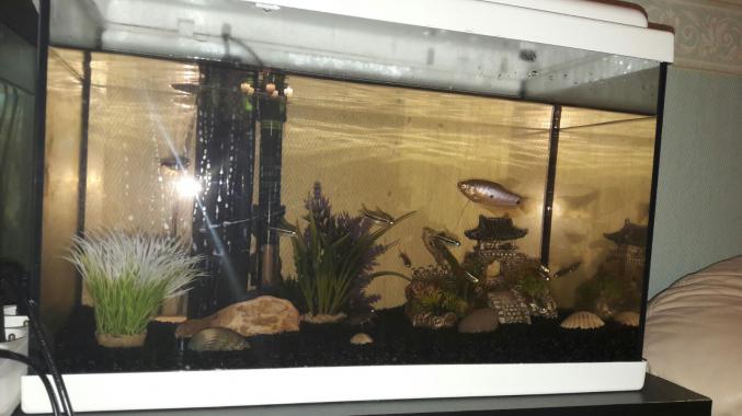 Aqaurium tout equipes 