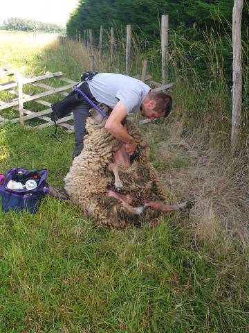 Tonte de moutons - brebis - béliers - agneaux