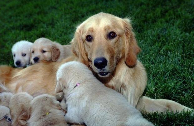 CHIOTS GOLDEN RETRIEVER