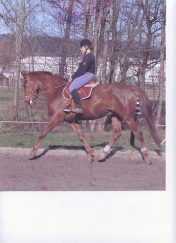 Monitrice d'equitation propose cours et stages