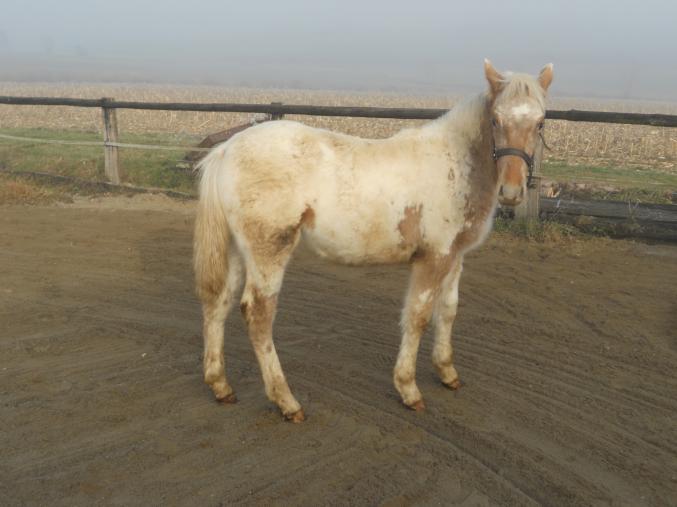 Poulain Appaloosa x Paint horse.