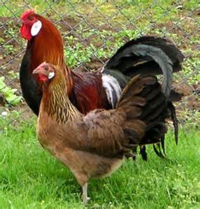 VEND POULE D'ORNEMENT