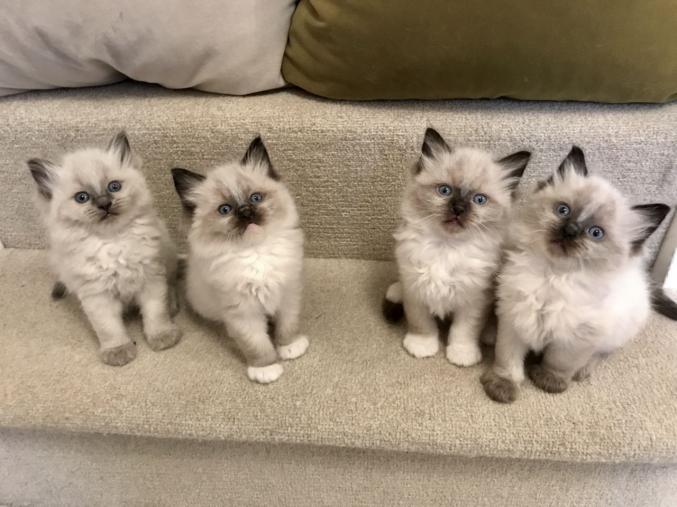 A donner Chaton ragdoll