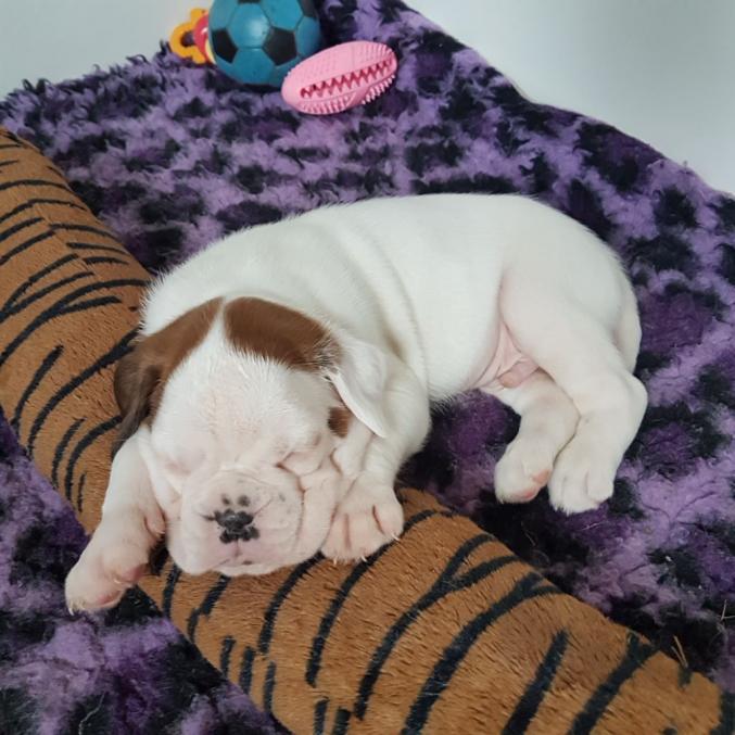 Chiots Boxer français  LOF